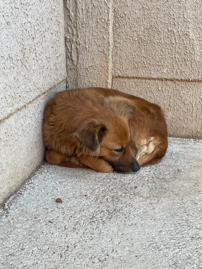 Cachorro ra a SRD-ViraLata idade 7 a 11 meses nome Amora