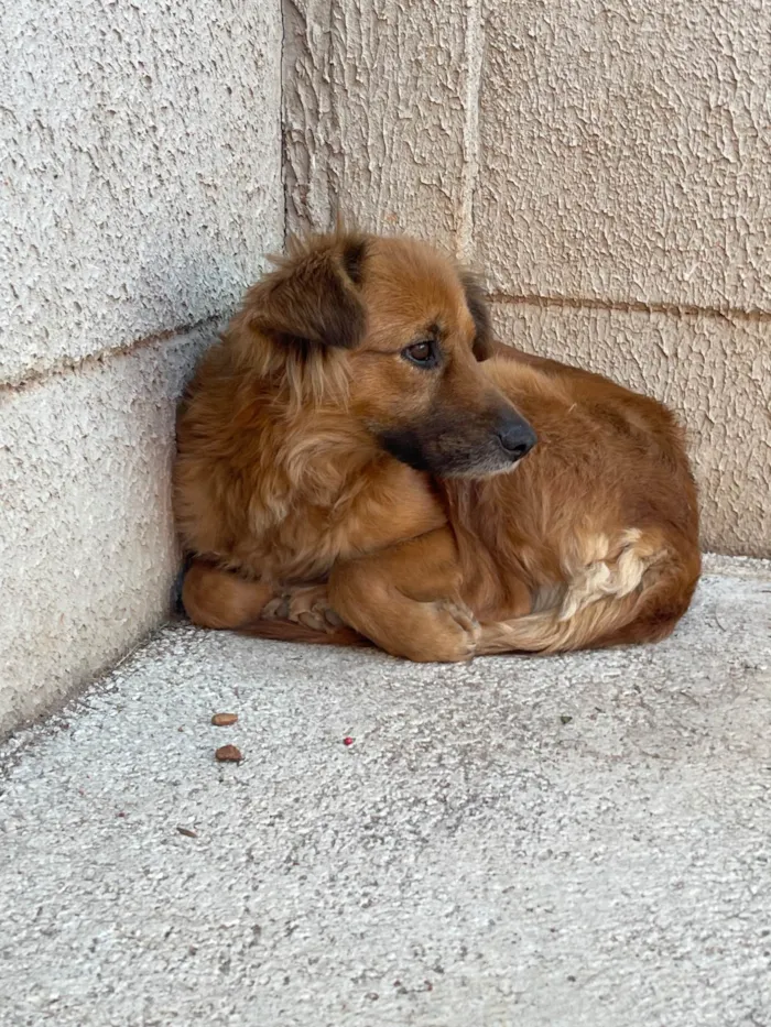 Cachorro ra a SRD-ViraLata idade 7 a 11 meses nome Amora