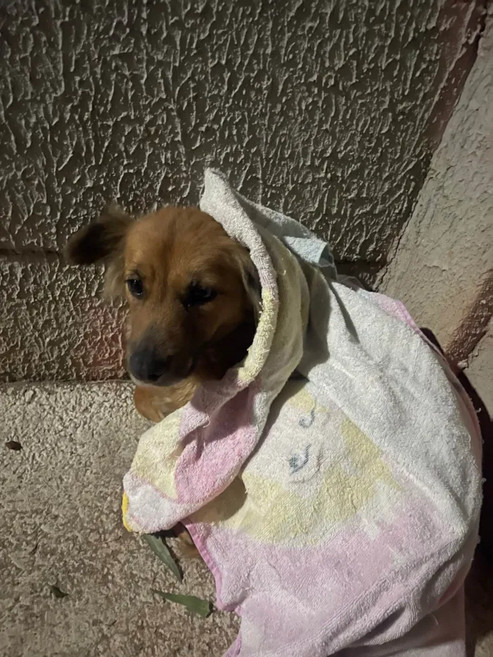 Cachorro ra a SRD-ViraLata idade 7 a 11 meses nome Amora
