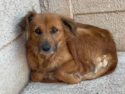 Cachorro raça SRD-ViraLata idade 7 a 11 meses nome Amora