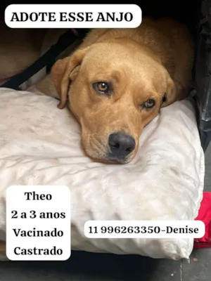 Cachorro raça SRD-ViraLata idade 2 anos nome THEO