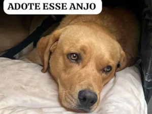 Cachorro raça SRD-ViraLata idade 2 anos nome THEO