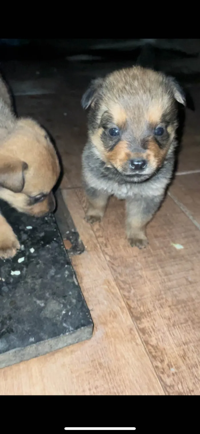 Cachorro ra a SRD-ViraLata idade 2 a 6 meses nome Não tem nome