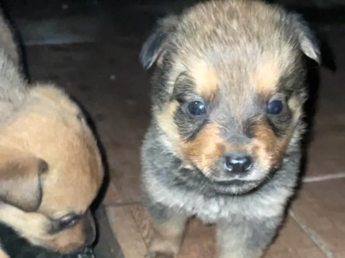 Cachorro ra a SRD-ViraLata idade 2 a 6 meses nome Não tem nome