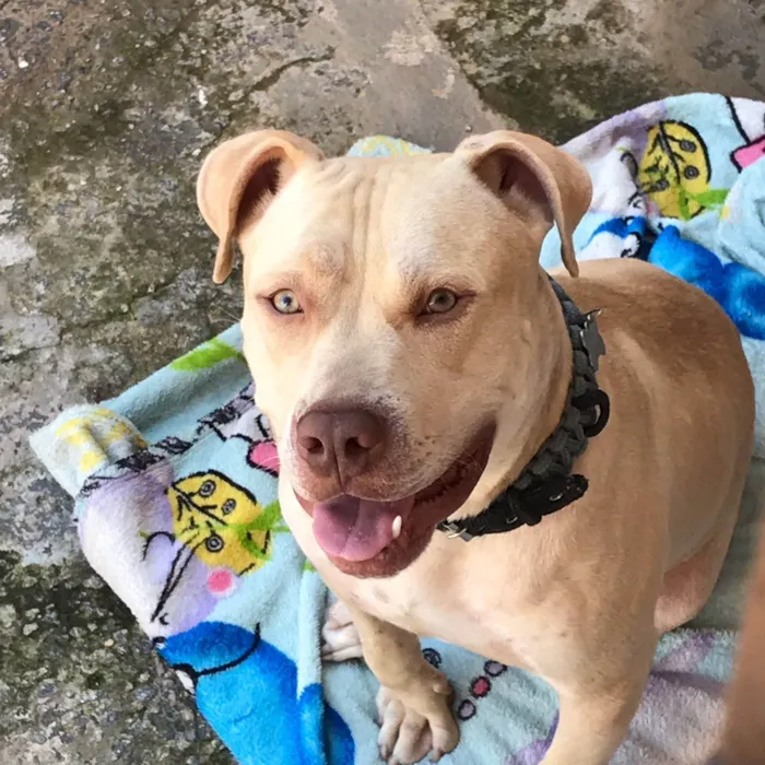 Cachorro ra a Pit-Bull idade 1 ano nome Thor 