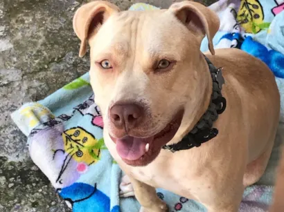 Cachorro raça Pit-Bull idade 1 ano nome Thor 
