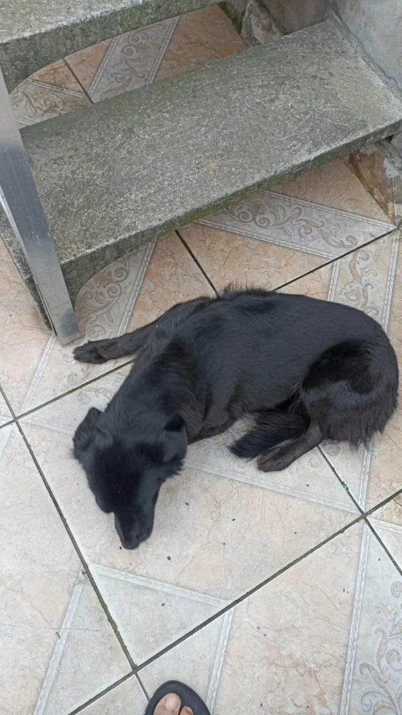 Cachorro ra a SRD-ViraLata idade 2 a 6 meses nome Falar com Janine - Whats 11 98989-0875