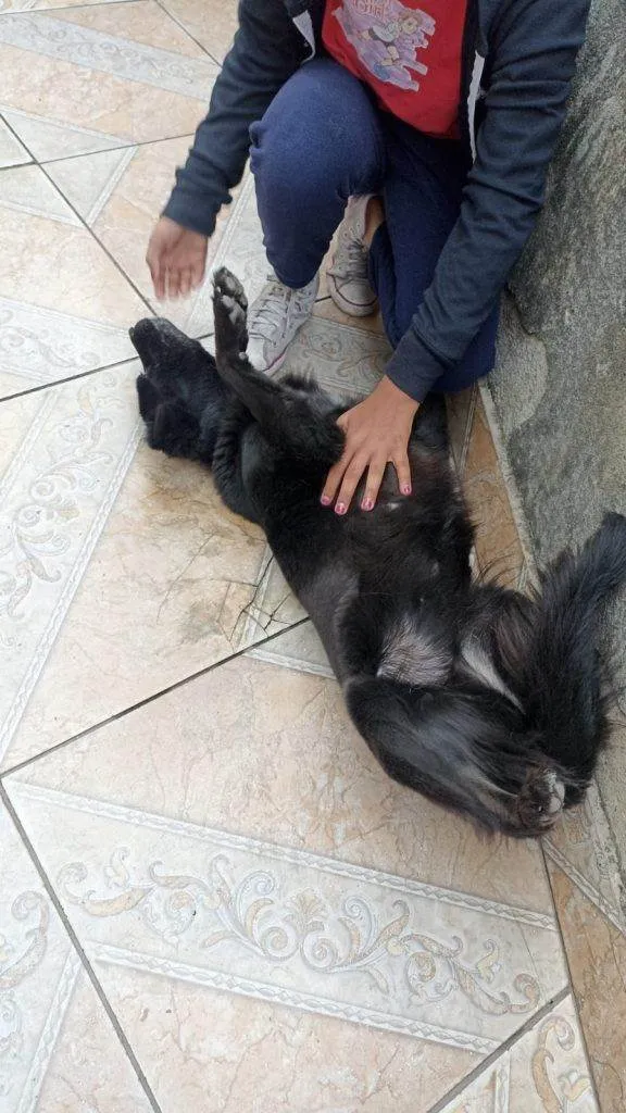 Cachorro ra a SRD-ViraLata idade 2 a 6 meses nome Falar com Janine - Whats 11 98989-0875