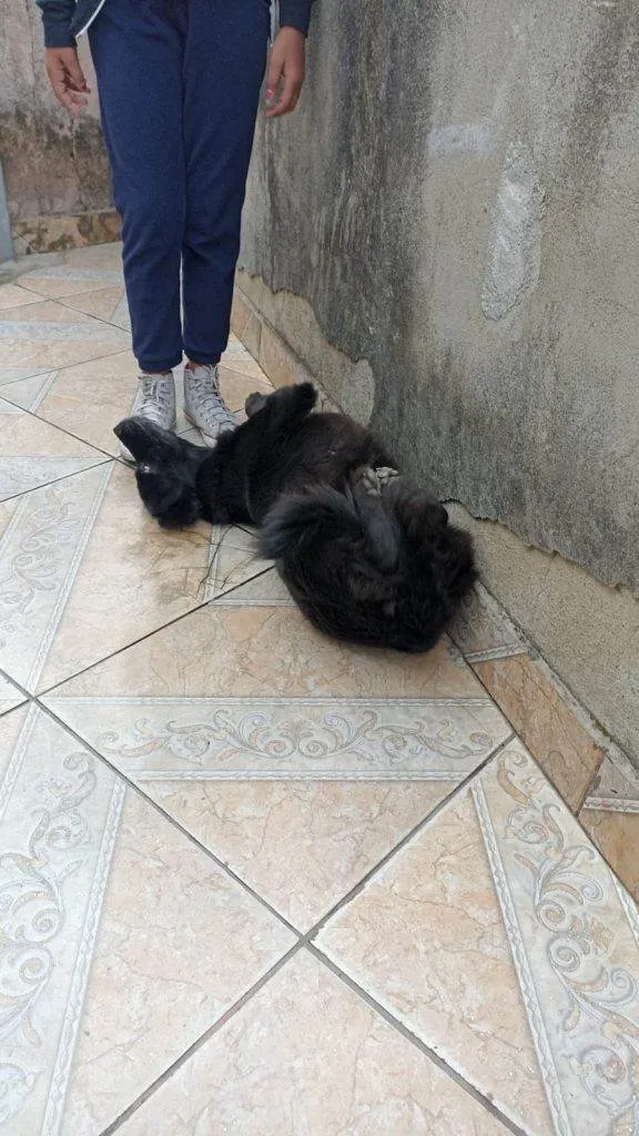 Cachorro ra a SRD-ViraLata idade 2 a 6 meses nome Falar com Janine - Whats 11 98989-0875