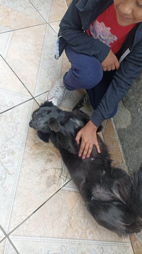 Cachorro ra a SRD-ViraLata idade 2 a 6 meses nome Falar com Janine - Whats 11 98989-0875