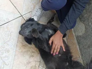 Cachorro raça SRD-ViraLata idade 2 a 6 meses nome Falar com Janine - Whats 11 98989-0875