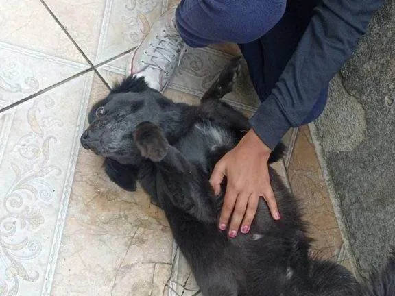 Cachorro ra a SRD-ViraLata idade 2 a 6 meses nome Falar com Janine - Whats 11 98989-0875