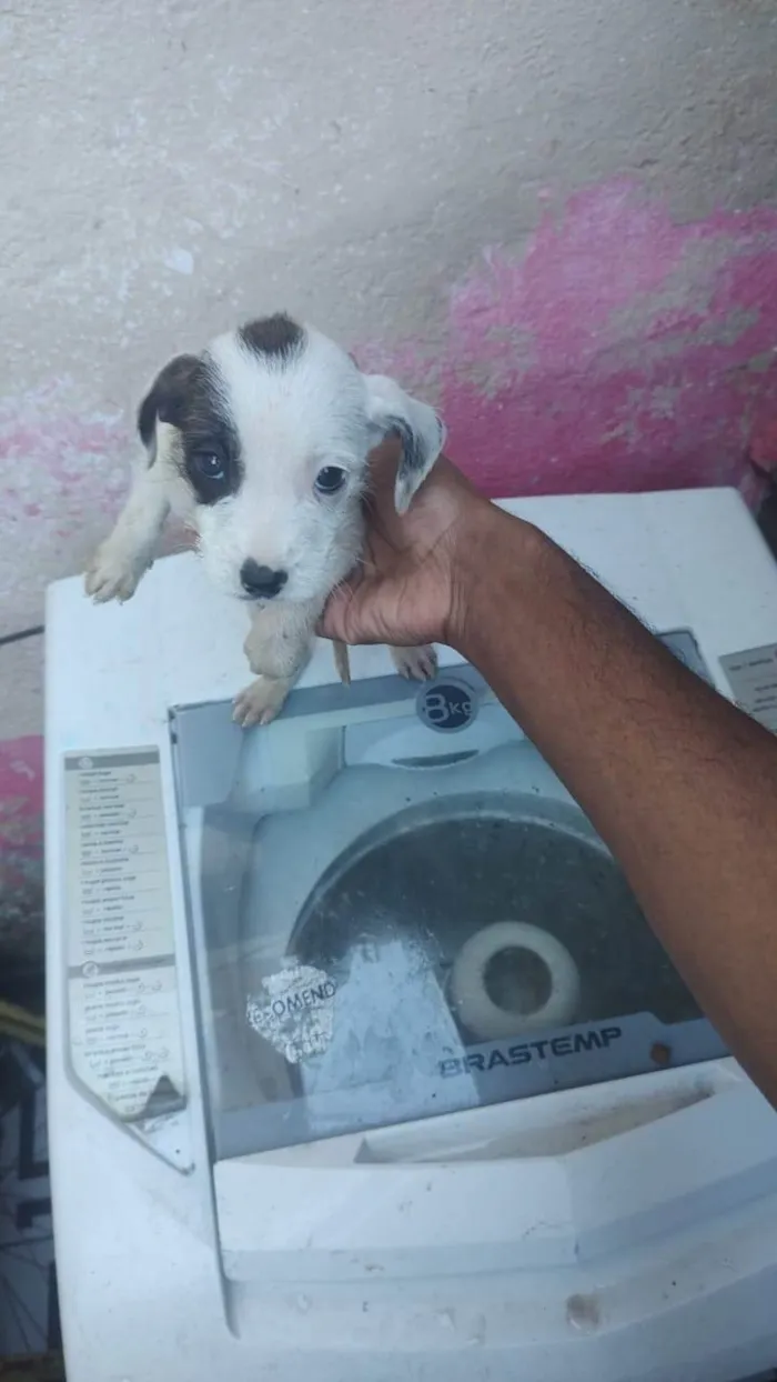 Cachorro ra a SRD-ViraLata idade Abaixo de 2 meses nome Falar com Jhony - Whats 11 98302-6129