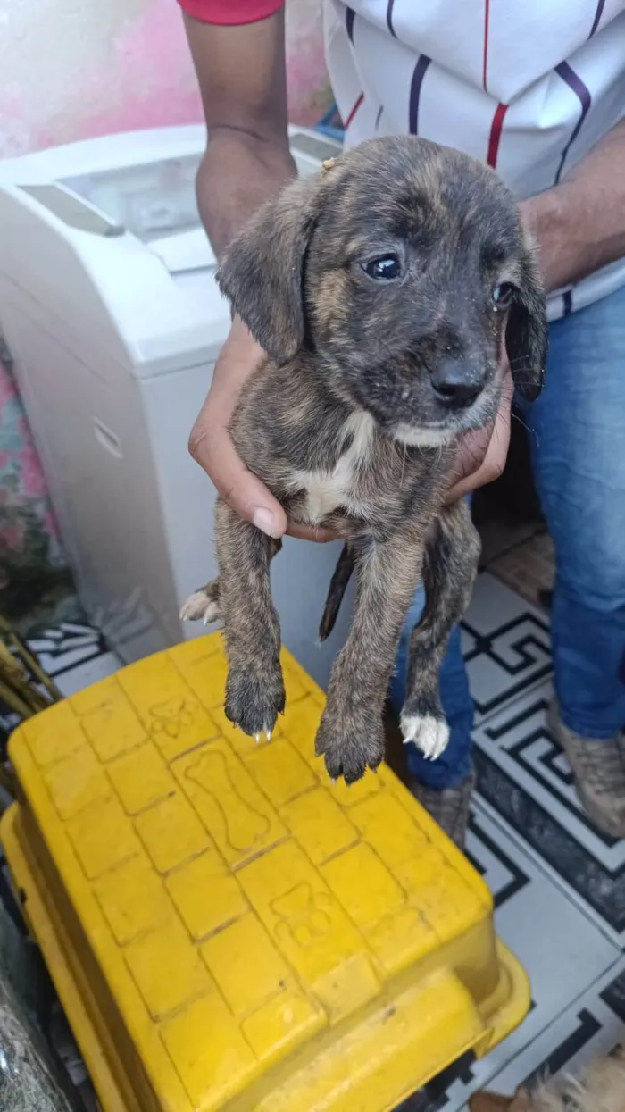 Cachorro ra a SRD-ViraLata idade Abaixo de 2 meses nome Falar com Jhony - Whats 11 98302-6129