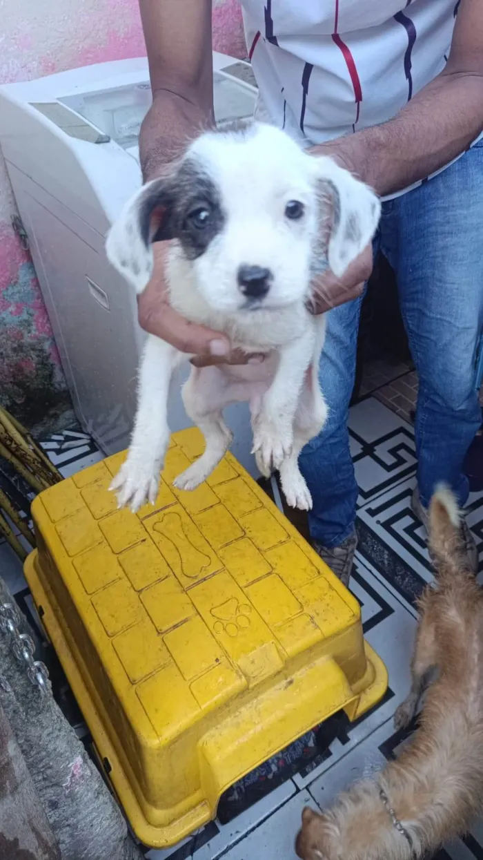 Cachorro ra a SRD-ViraLata idade Abaixo de 2 meses nome Falar com Jhony - Whats 11 98302-6129