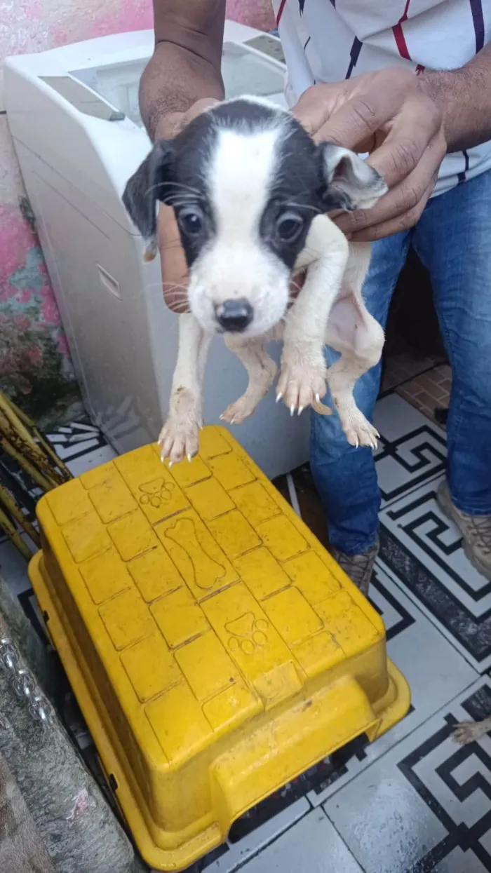 Cachorro ra a SRD-ViraLata idade Abaixo de 2 meses nome Falar com Jhony - Whats 11 98302-6129