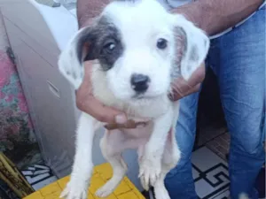 Cachorro raça SRD-ViraLata idade Abaixo de 2 meses nome Falar com Jhony - Whats 11 98302-6129