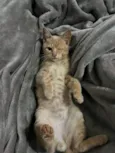 Gatinho Laranja - 3 meses, FIV-FeLV Negativo, Vacinas e Castracão Garantida