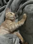 Gatinho Laranja - 3 meses, FIV-FeLV Negativo, Vacinas e Castracão Garantida