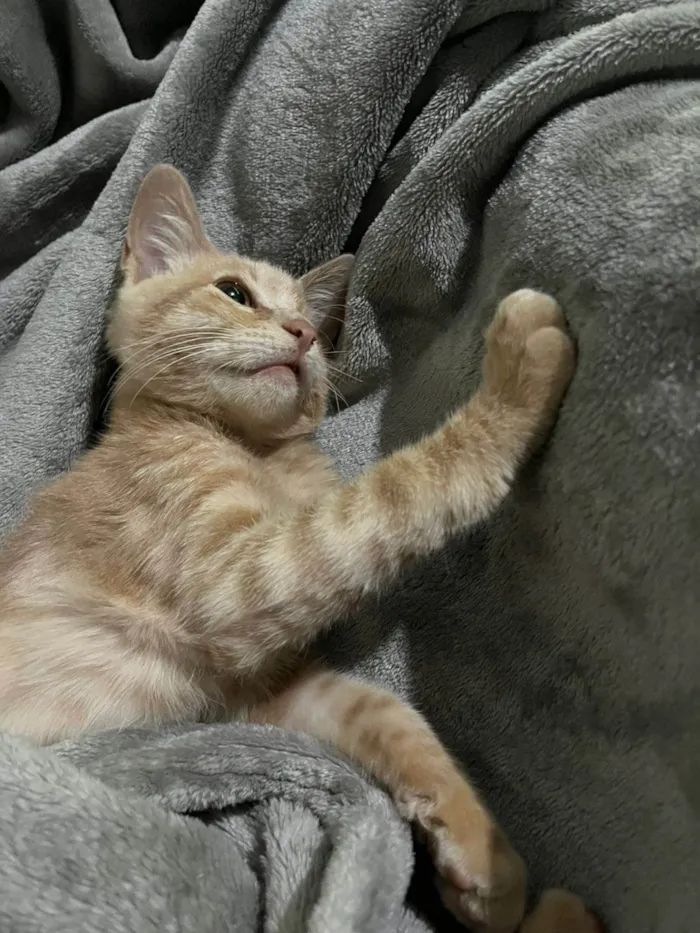 Gato ra a SRD-ViraLata idade 2 a 6 meses nome Gatinho Laranja - 3 meses, FIV-FeLV Negativo, Vacinas e Castracão Garantida