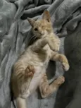 Gatinho Laranja - 3 meses, FIV-FeLV Negativo, Vacinas e Castracão Garantida