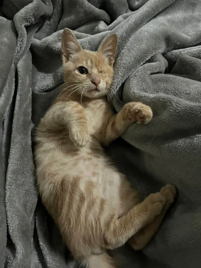 Gato ra a SRD-ViraLata idade 2 a 6 meses nome Gatinho Laranja - 3 meses, FIV-FeLV Negativo, Vacinas e Castracão Garantida