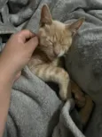 Gatinho Laranja - 3 meses, FIV-FeLV Negativo, Vacinas e Castracão Garantida