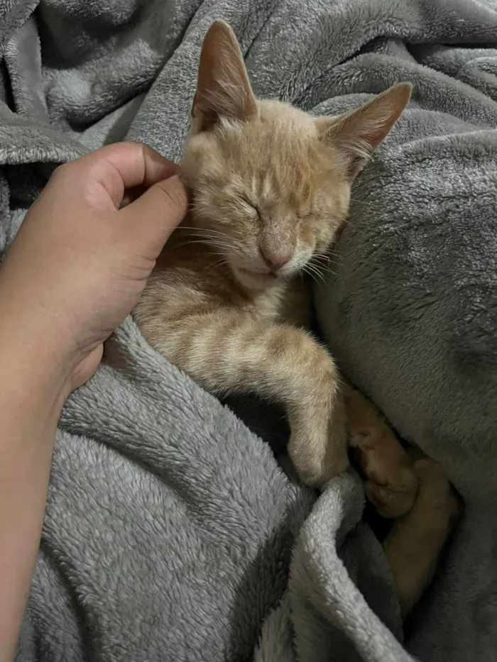 Gato ra a SRD-ViraLata idade 2 a 6 meses nome Gatinho Laranja - 3 meses, FIV-FeLV Negativo, Vacinas e Castracão Garantida