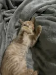 Gatinho Laranja - 3 meses, FIV-FeLV Negativo, Vacinas e Castracão Garantida