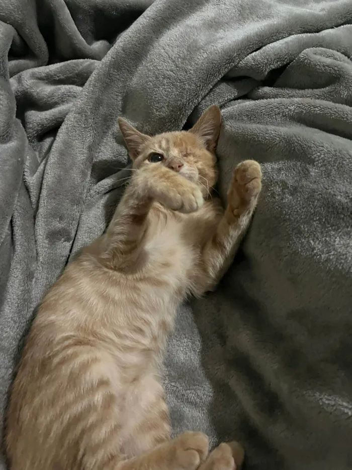 Gato ra a SRD-ViraLata idade 2 a 6 meses nome Gatinho Laranja - 3 meses, FIV-FeLV Negativo, Vacinas e Castracão Garantida
