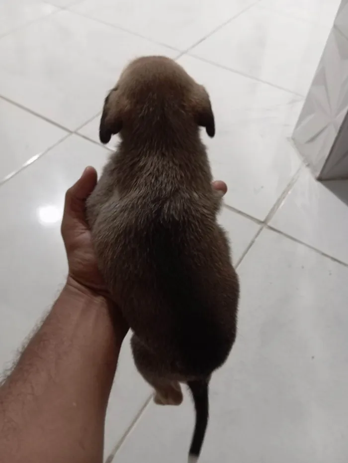 Cachorro ra a Labrador idade Abaixo de 2 meses nome Ainda sem nome