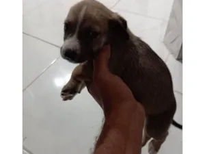 Cachorro raça Labrador idade Abaixo de 2 meses nome Ainda sem nome