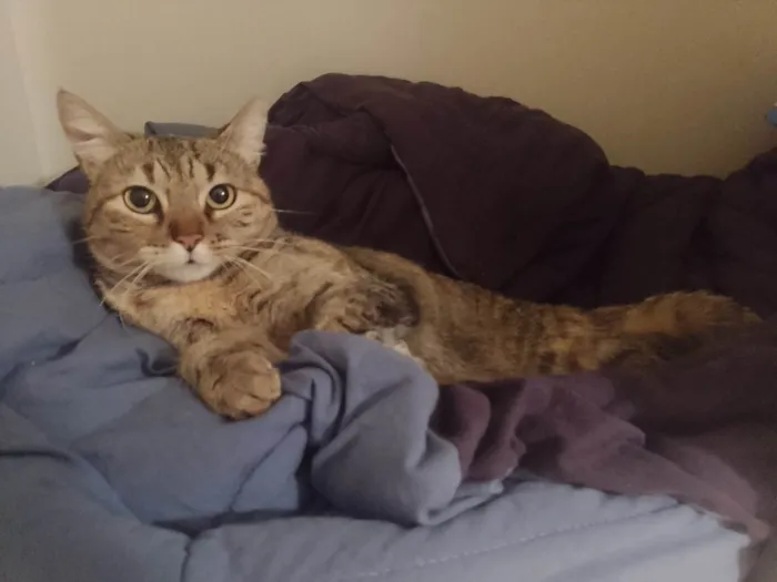 Gato ra a SRD-ViraLata idade 2 anos nome Fofinha 