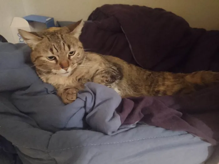 Gato ra a SRD-ViraLata idade 2 anos nome Fofinha 