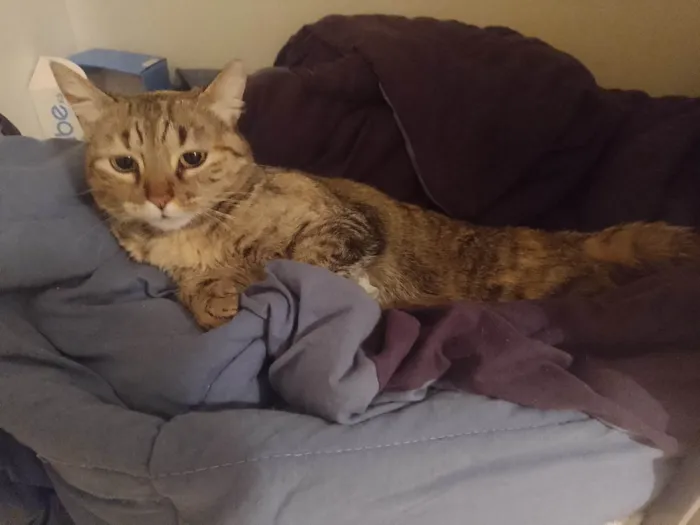 Gato ra a SRD-ViraLata idade 2 anos nome Fofinha 