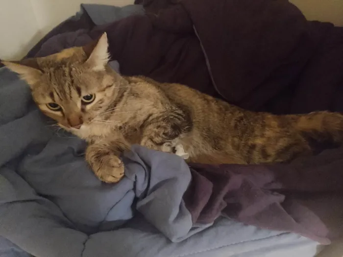 Gato ra a SRD-ViraLata idade 2 anos nome Fofinha 