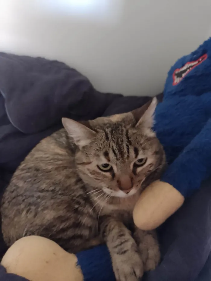 Gato ra a SRD-ViraLata idade 2 anos nome Fofinha 