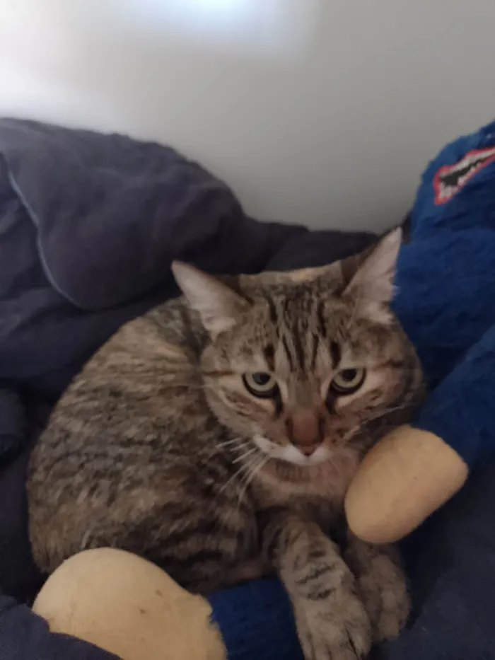 Gato ra a SRD-ViraLata idade 2 anos nome Fofinha 