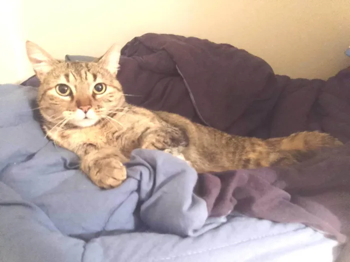 Gato ra a SRD-ViraLata idade 2 anos nome Fofinha 