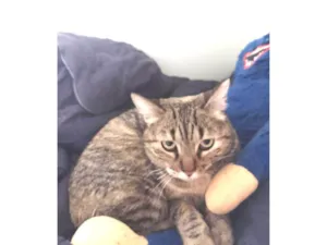 Gato raça SRD-ViraLata idade 2 anos nome Fofinha 