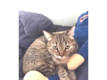 Gato raça SRD-ViraLata idade 2 anos nome Fofinha 