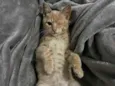 Gatinho Laranja - 3 meses, FIV-FeLV Negativo, Vacinas e Castracão Garantida