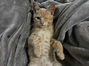 Gato raça SRD-ViraLata idade 2 a 6 meses nome Gatinho Laranja - 3 meses, FIV-FeLV Negativo, Vacinas e Castracão Garantida
