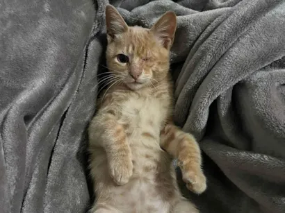 Gato raça SRD-ViraLata idade 2 a 6 meses nome Gatinho Laranja - 3 meses, FIV-FeLV Negativo, Vacinas e Castracão Garantida