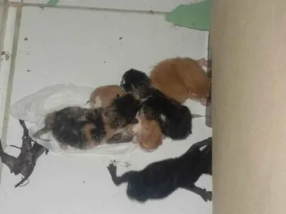 Gato raça SRD-ViraLata idade Abaixo de 2 meses nome Eric Anthony
