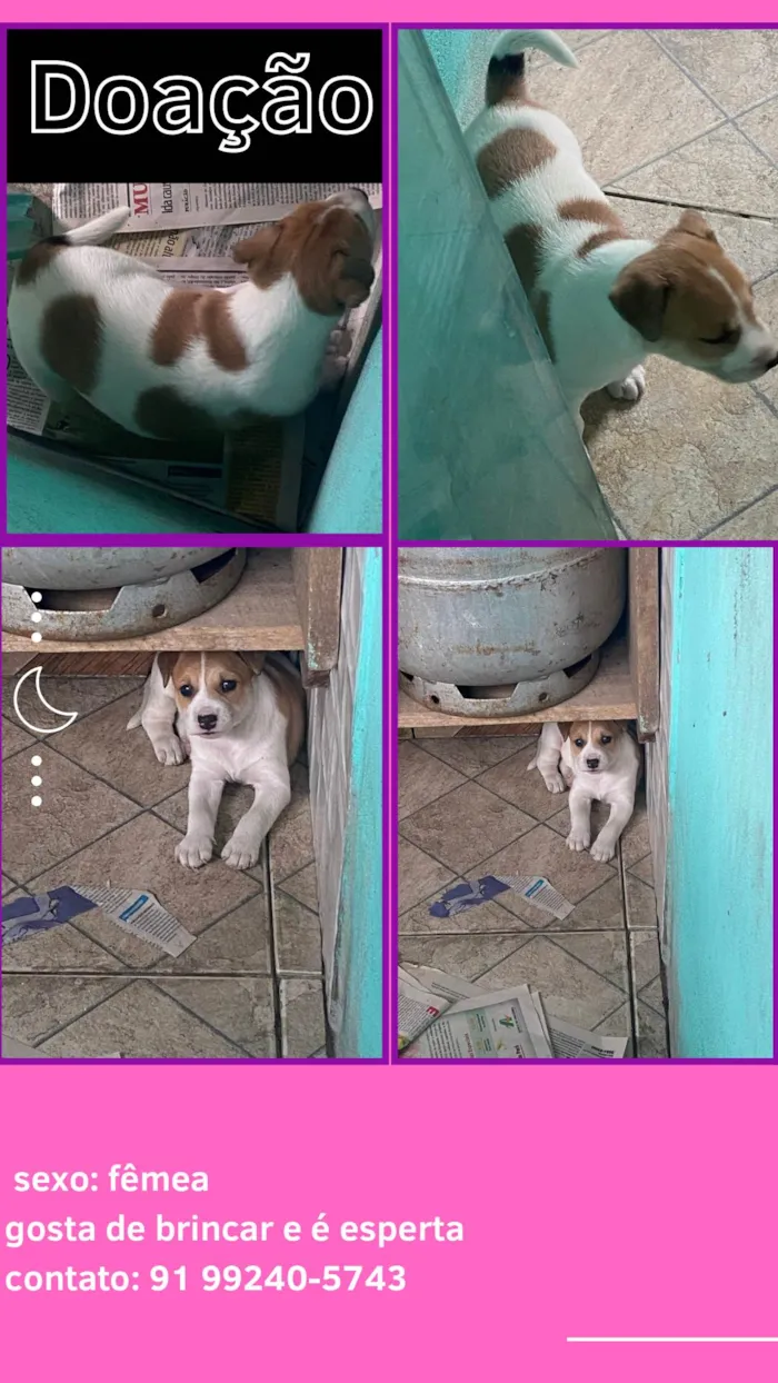 Cachorro ra a SRD-ViraLata idade Abaixo de 2 meses nome Vitória 