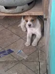 Vitória