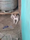 Vitória 