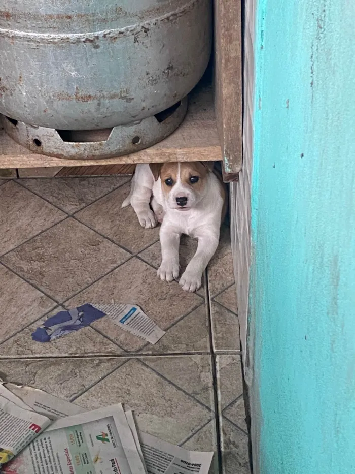 Cachorro ra a SRD-ViraLata idade Abaixo de 2 meses nome Vitória 