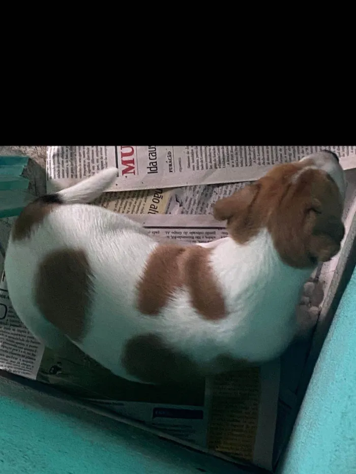 Cachorro ra a SRD-ViraLata idade Abaixo de 2 meses nome Vitória 